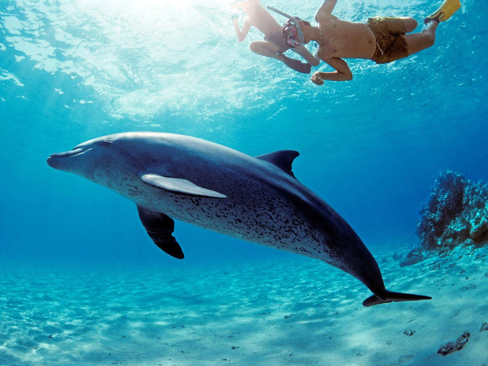 Shaab Sataya Dolphin Reef